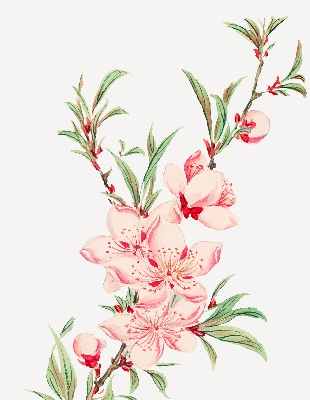 Modern roller blind Pink flower