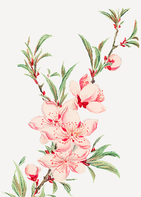 Modern roller blind Pink flower