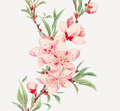 Modern roller blind Pink flower