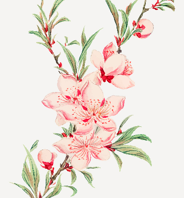 Modern roller blind Pink flower