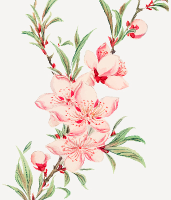 Modern roller blind Pink flower