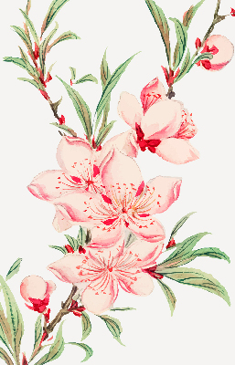 Modern roller blind Pink flower