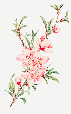 Modern roller blind Pink flower