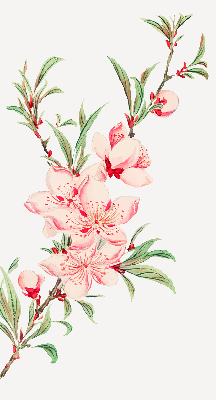 Modern roller blind Pink flower