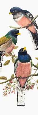 Roller blind for large windows with a birds on branches design