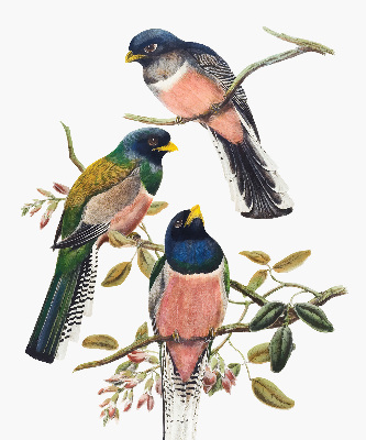Roller blind for large window Birds on the branches