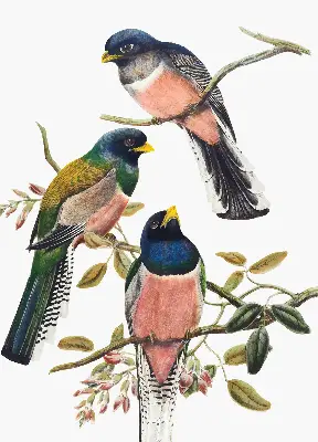 Roller blind for large windows with a birds on branches design