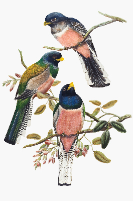 Roller blind for large window Birds on the branches