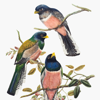 Roller blind for large window Birds on the branches