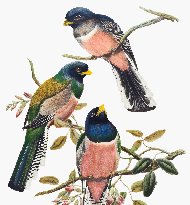 Roller blind for large window Birds on the branches