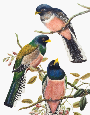 Roller blind for large window Birds on the branches