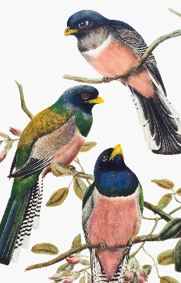 Roller blind for large window Birds on the branches