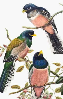 Roller blind for large windows with a birds on branches design