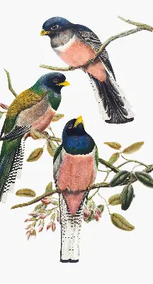 Roller blind for large windows with a birds on branches design