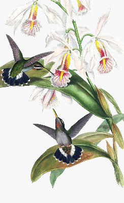 Fabric roller blind Birds on a flower