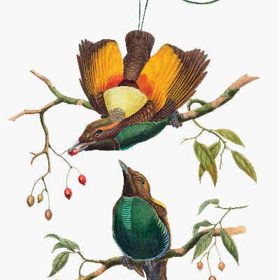 Modern roller blind Birds on a branch