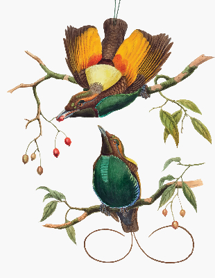 Modern roller blind Birds on a branch
