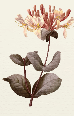 Roller blind for large window Falling flower