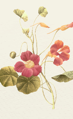 Modern roller blind Flower