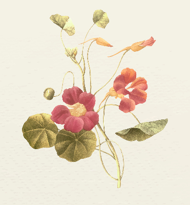 Modern roller blind Flower
