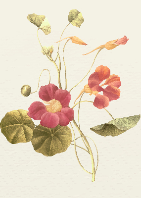 Modern roller blind Flower