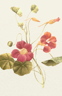 Modern roller blind Flower