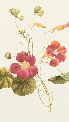 Modern roller blind Flower