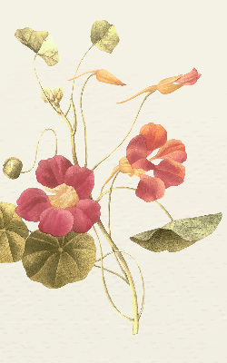 Modern roller blind Flower