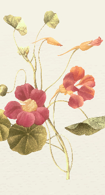 Roller blind modern flower design