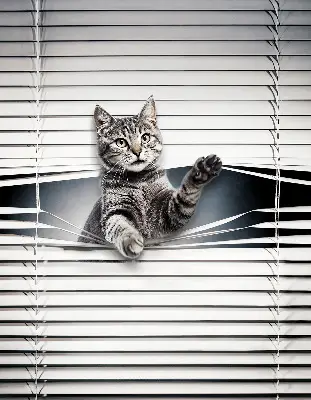 Modern roller blind cat pattern design