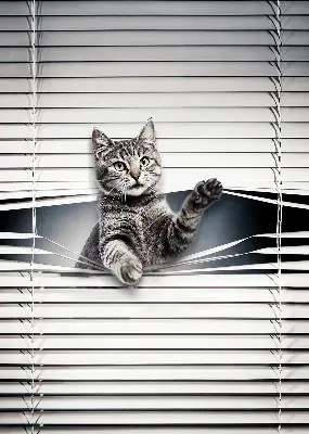 Modern roller blind cat pattern design