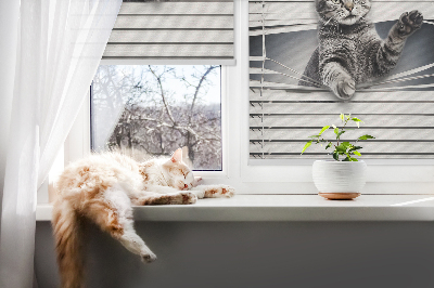 Modern roller blind Cat