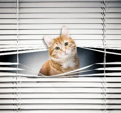 Roller blind for large window ginger cat pattern