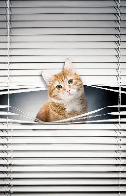 Roller blind for large window ginger cat pattern