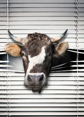 Fabric roller blind cow print