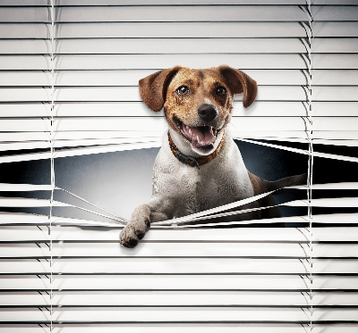 Roller blind for large window Dog