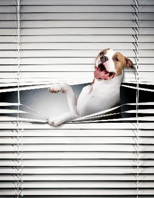 Fabric roller blind with dog print