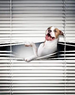 Fabric roller blind with dog print