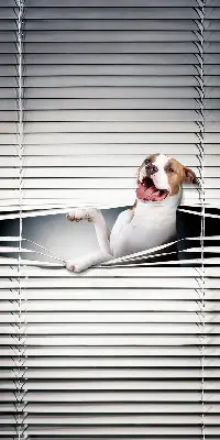 Fabric roller blind with dog print