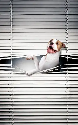 Fabric roller blind with dog print
