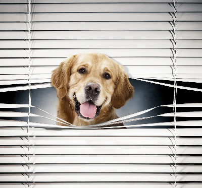 Modern roller blind Golden Dog