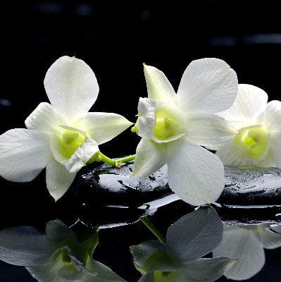 Blackout roller blind for window Orchids and elegance