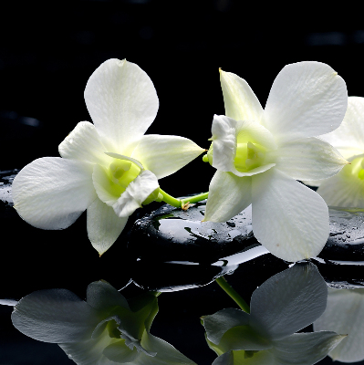 Blackout roller blind for window Orchids and elegance