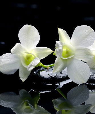 Blackout roller blind for window Orchids and elegance