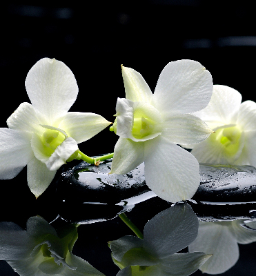 Blackout roller blind for window Orchids and elegance