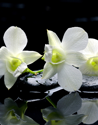 Blackout roller blind for window Orchids and elegance