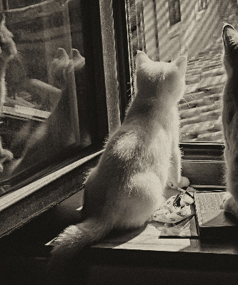Blackout roller blind Cats in the window