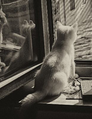 Blackout roller blind Cats in the window