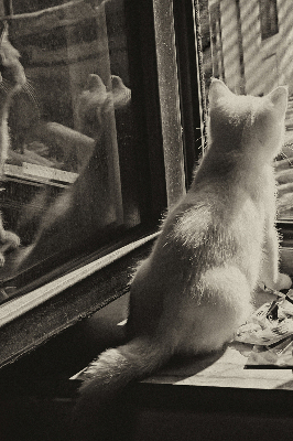 Blackout roller blind Cats in the window