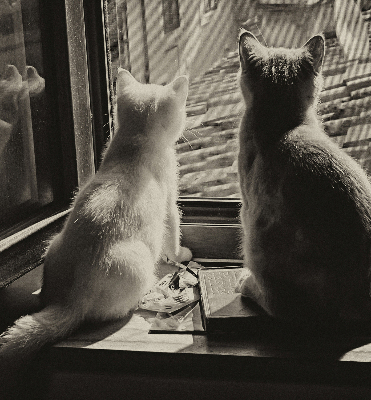 Blackout roller blind Cats in the window